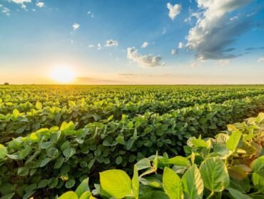 agroalimentaire agroalimentaire